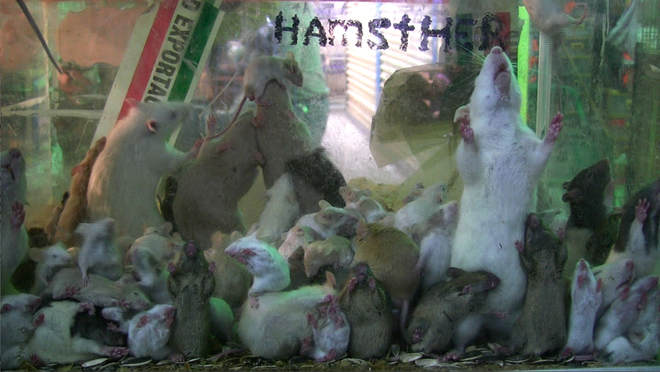 The Way Up by Anna Jermolaewa